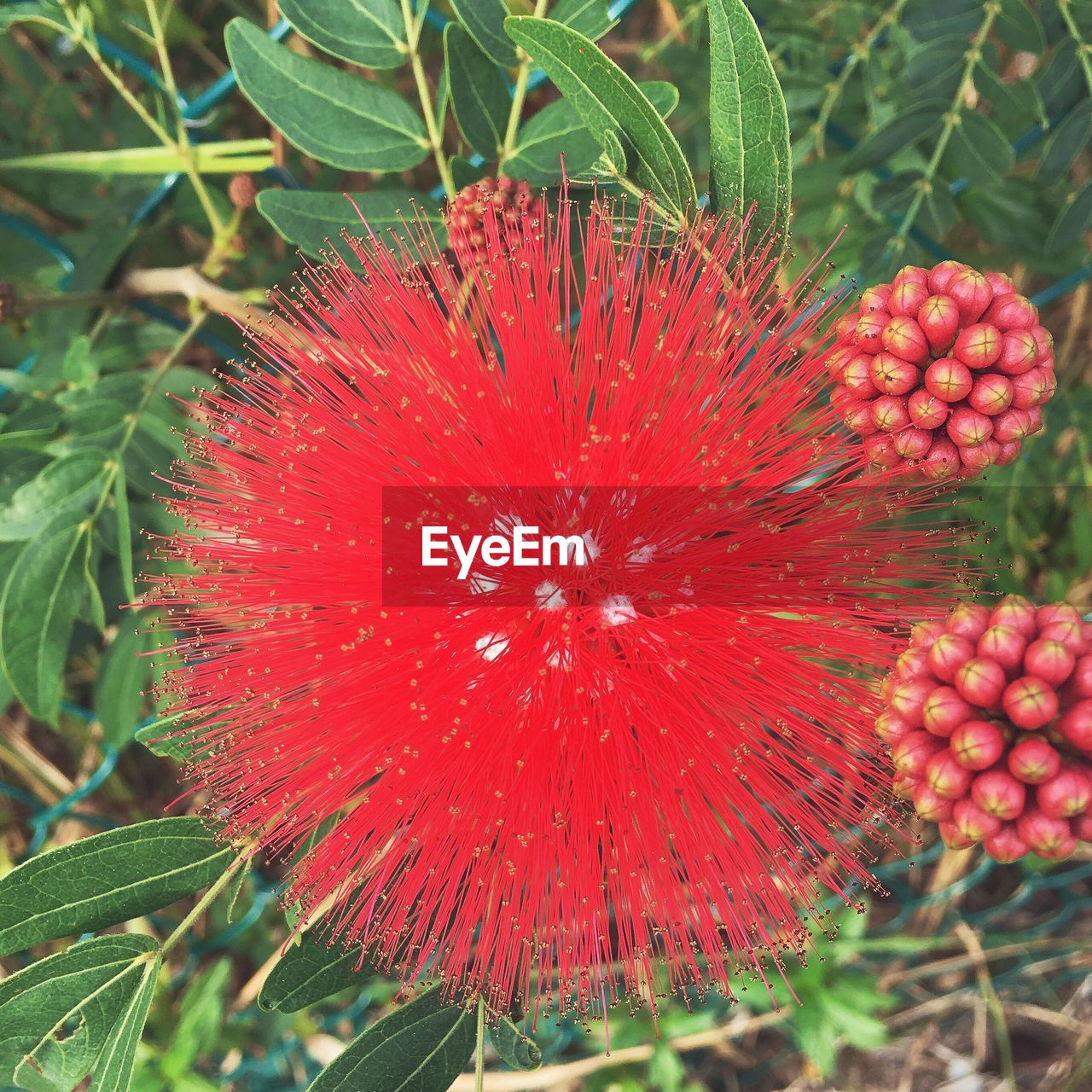 CLOSE-UP OF RED FLOWERS AND PLANT