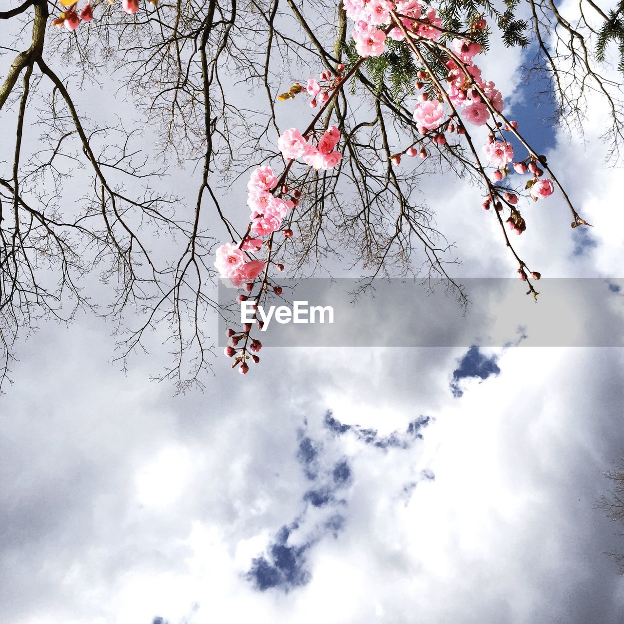 Low angle view of cherry blossoms in spring against cloudy sky