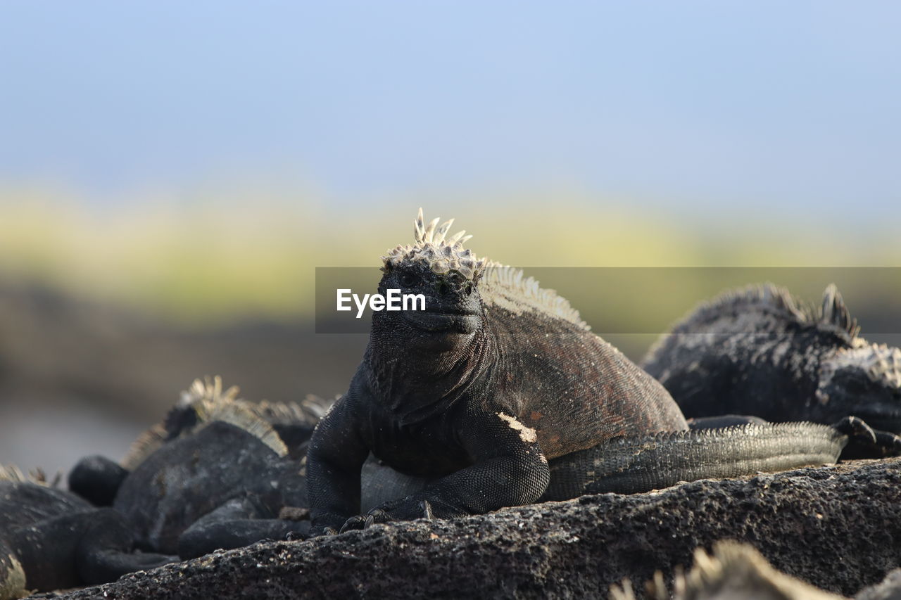 Galapagos marine iguana