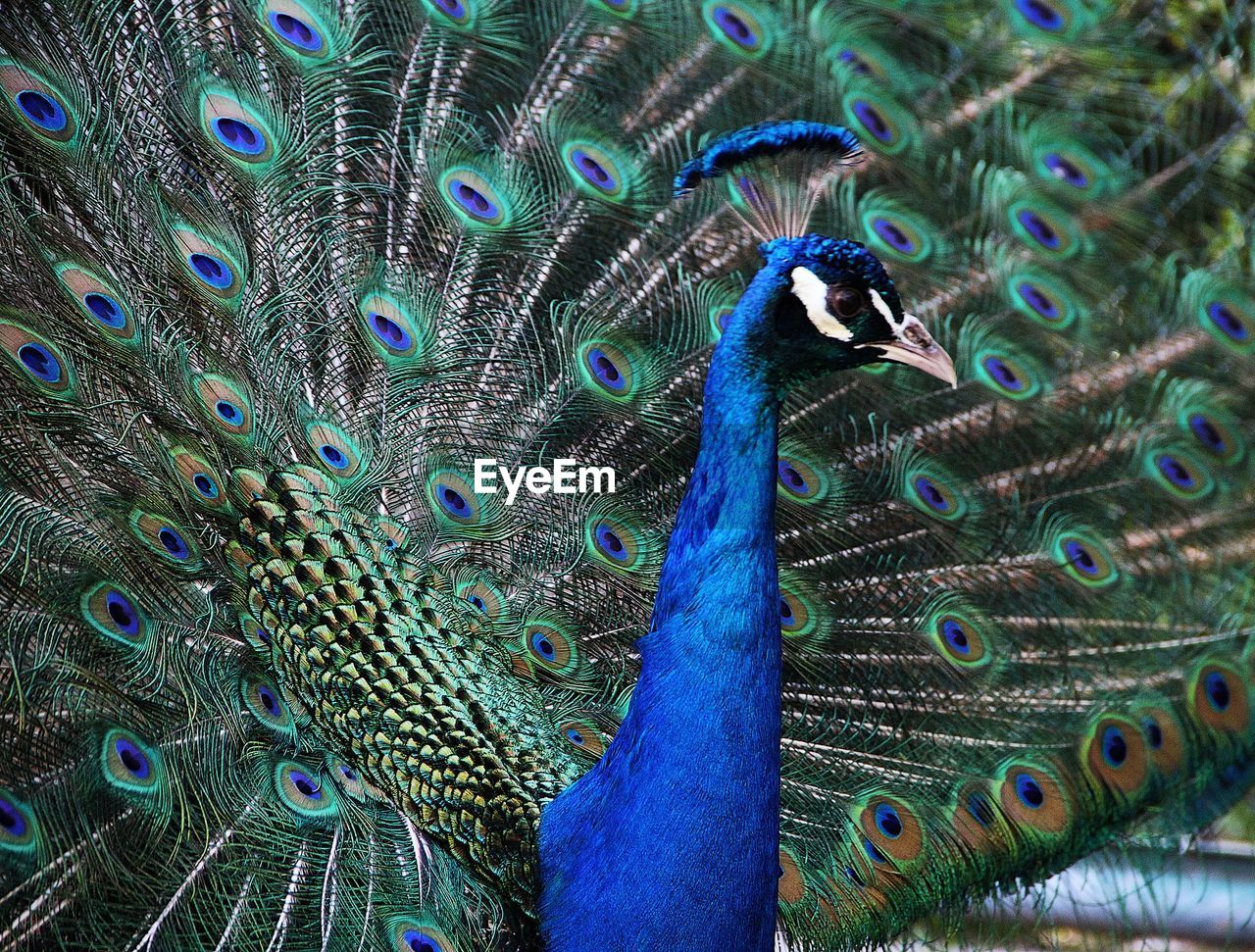 FULL FRAME SHOT OF PEACOCK FEATHER