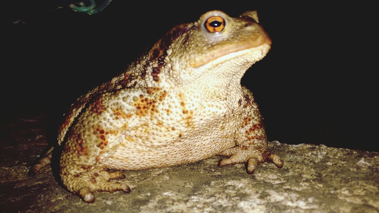 CLOSE-UP OF LIZARD IN MOUTH