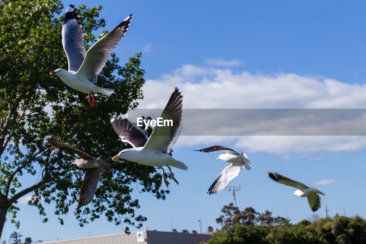 Low angle view of seagulls flying against sky