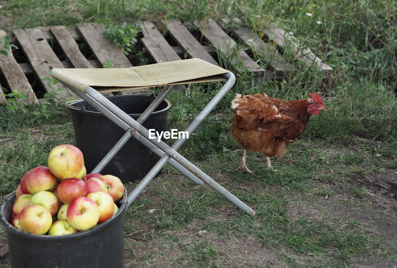 Chickens in country fields with apples