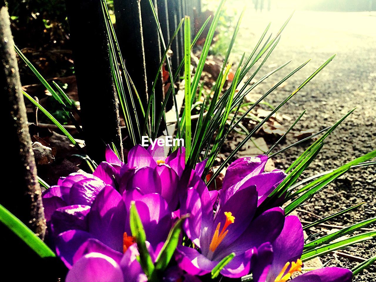 CLOSE-UP OF PURPLE FLOWERS BLOOMING OUTDOORS