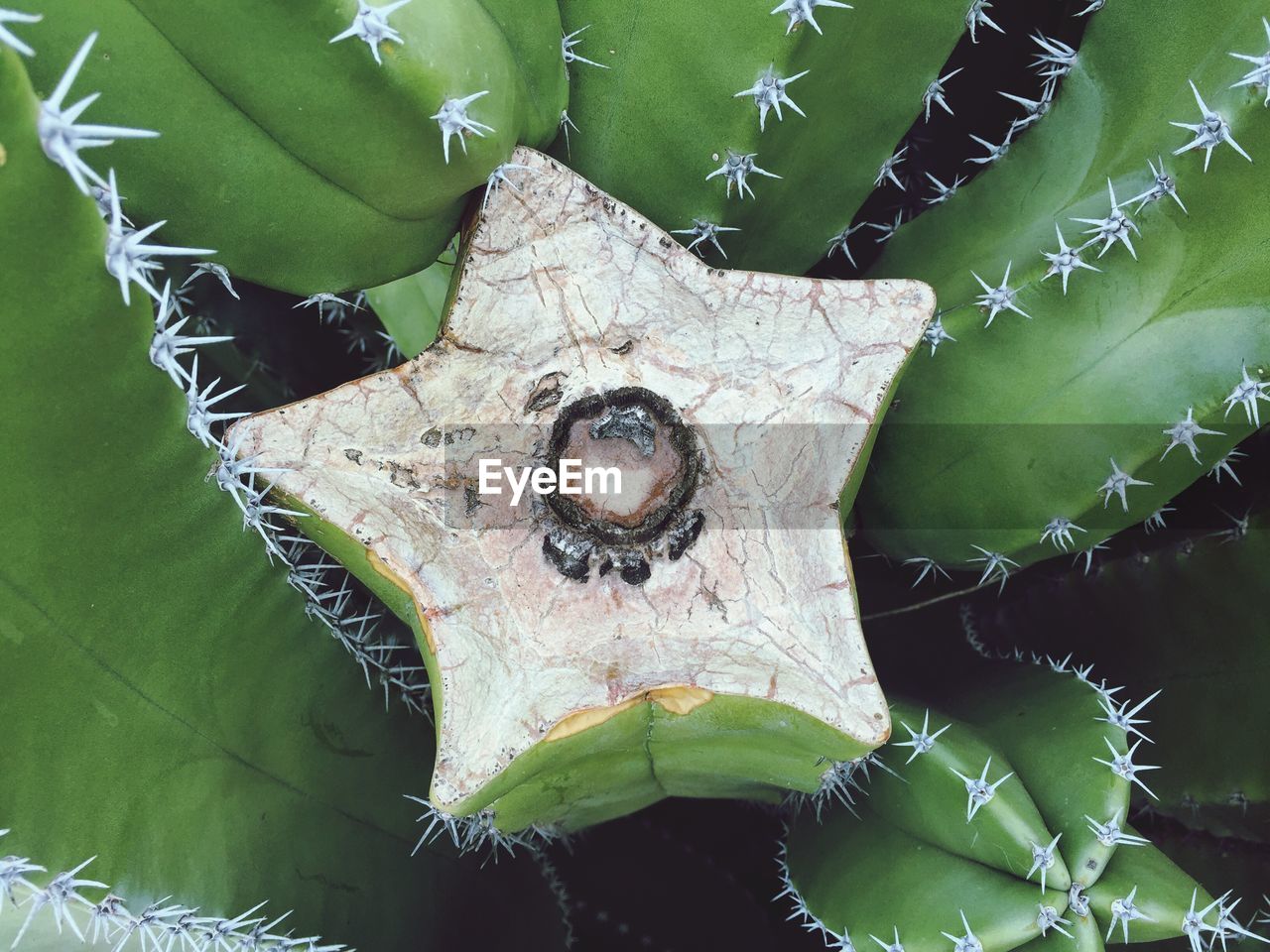 CLOSE-UP OF GREEN PLANT