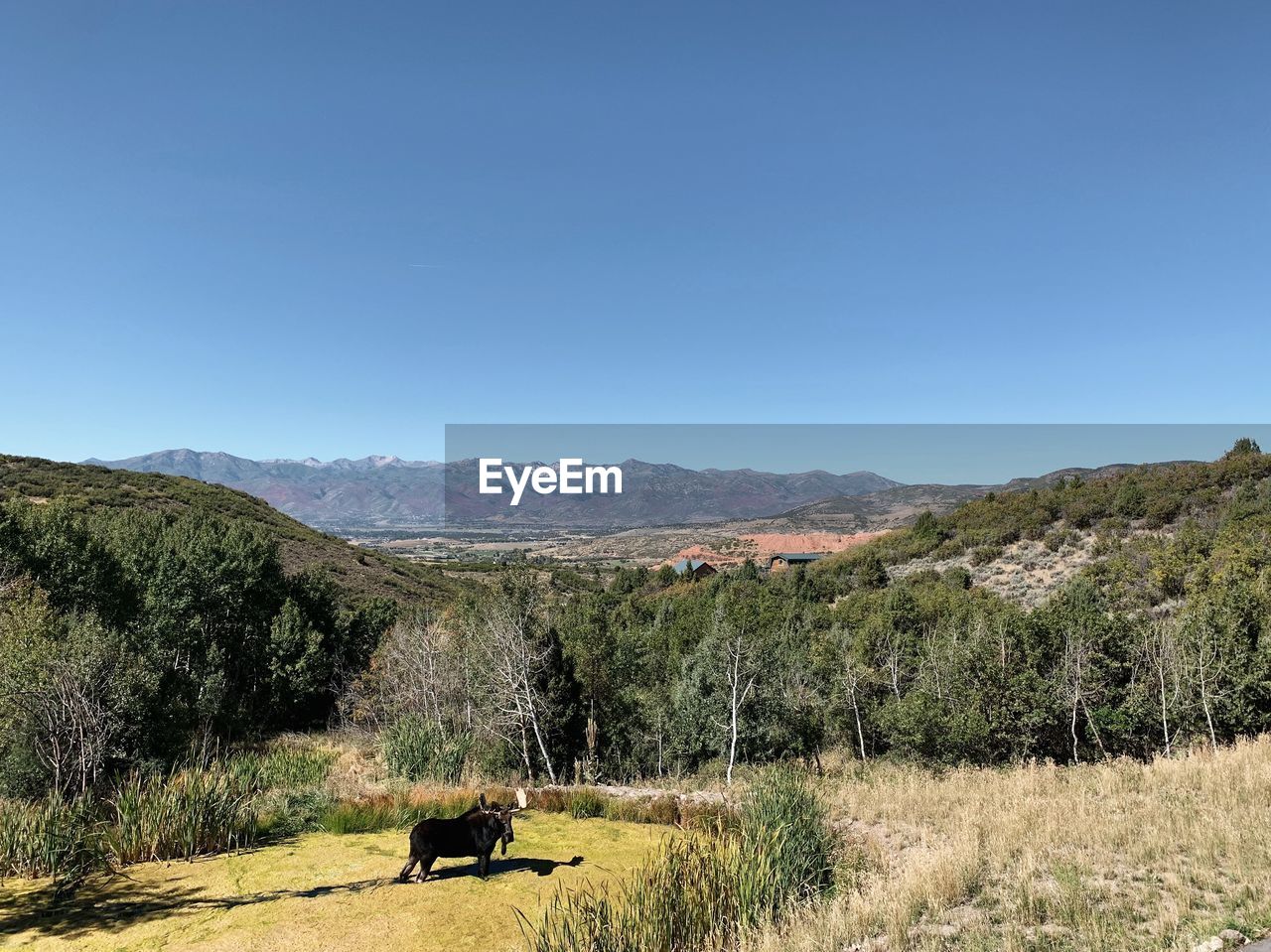 VIEW OF SHEEP ON LANDSCAPE