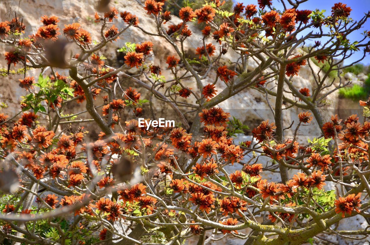 CLOSE-UP OF RED FLOWERING TREE