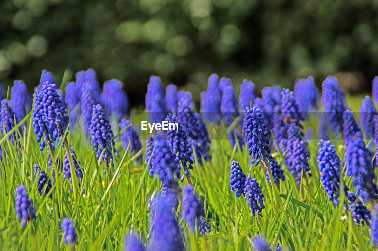 Blue grape hyacinth flowers blooming in field