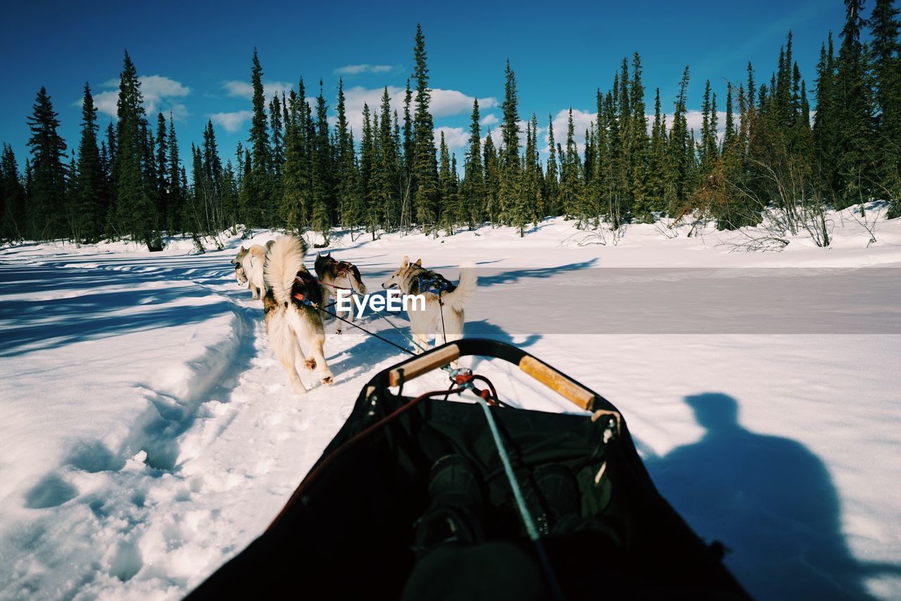 Person dog sledding on snow covered landscape against sky