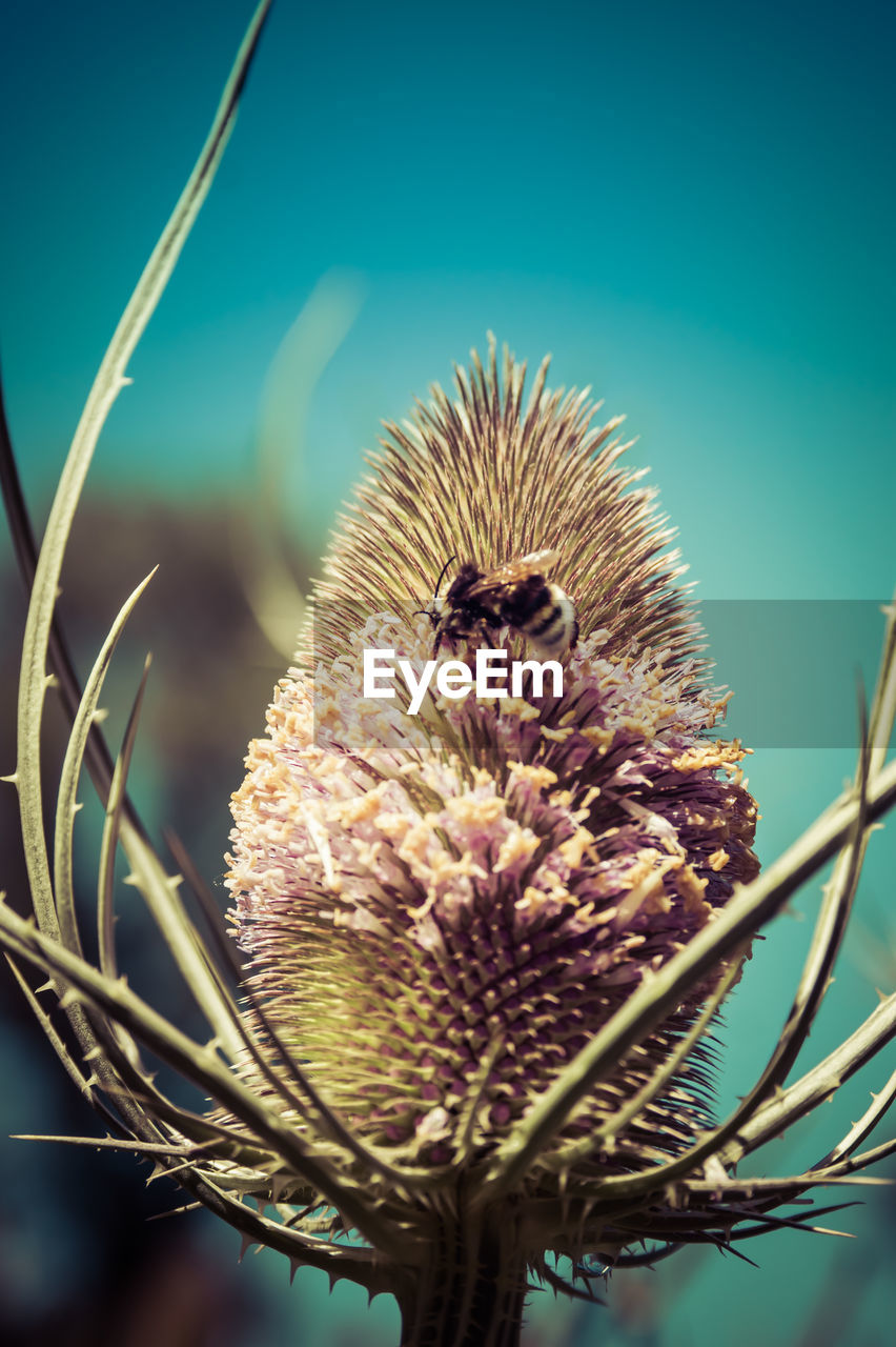 Close-up of thistle on flower