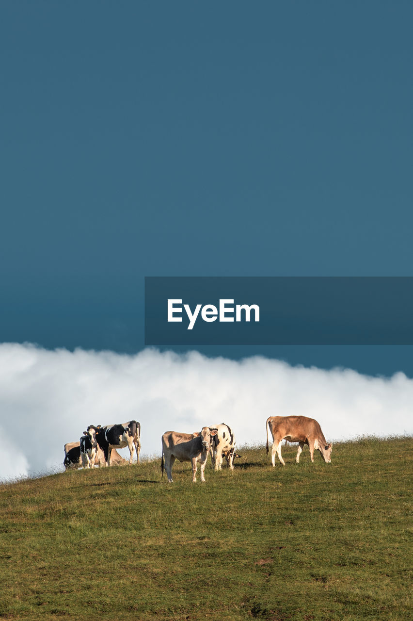 horses grazing on field against clear sky