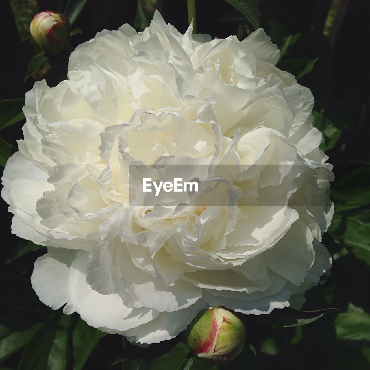 CLOSE-UP OF WHITE ROSES