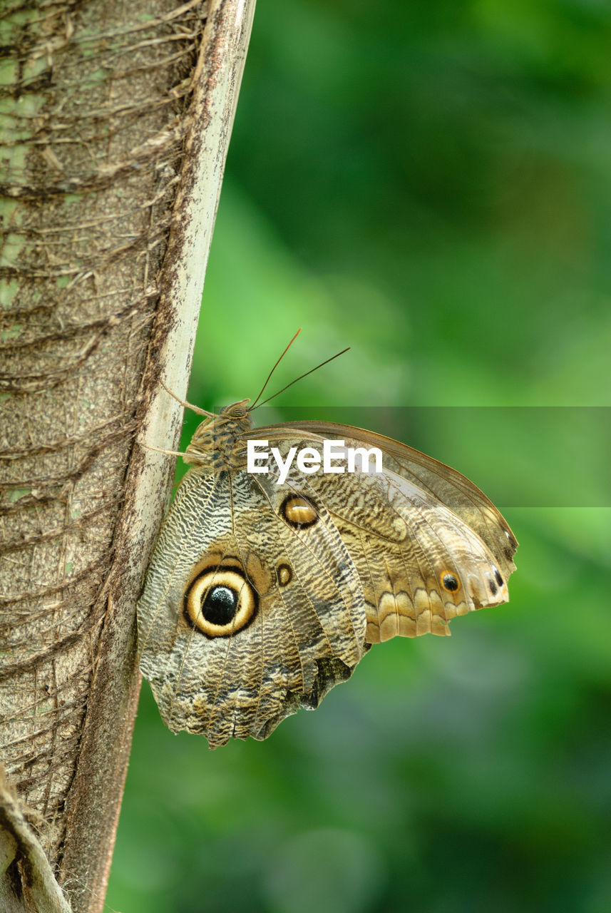 Close-up of butterfly on tree trunk