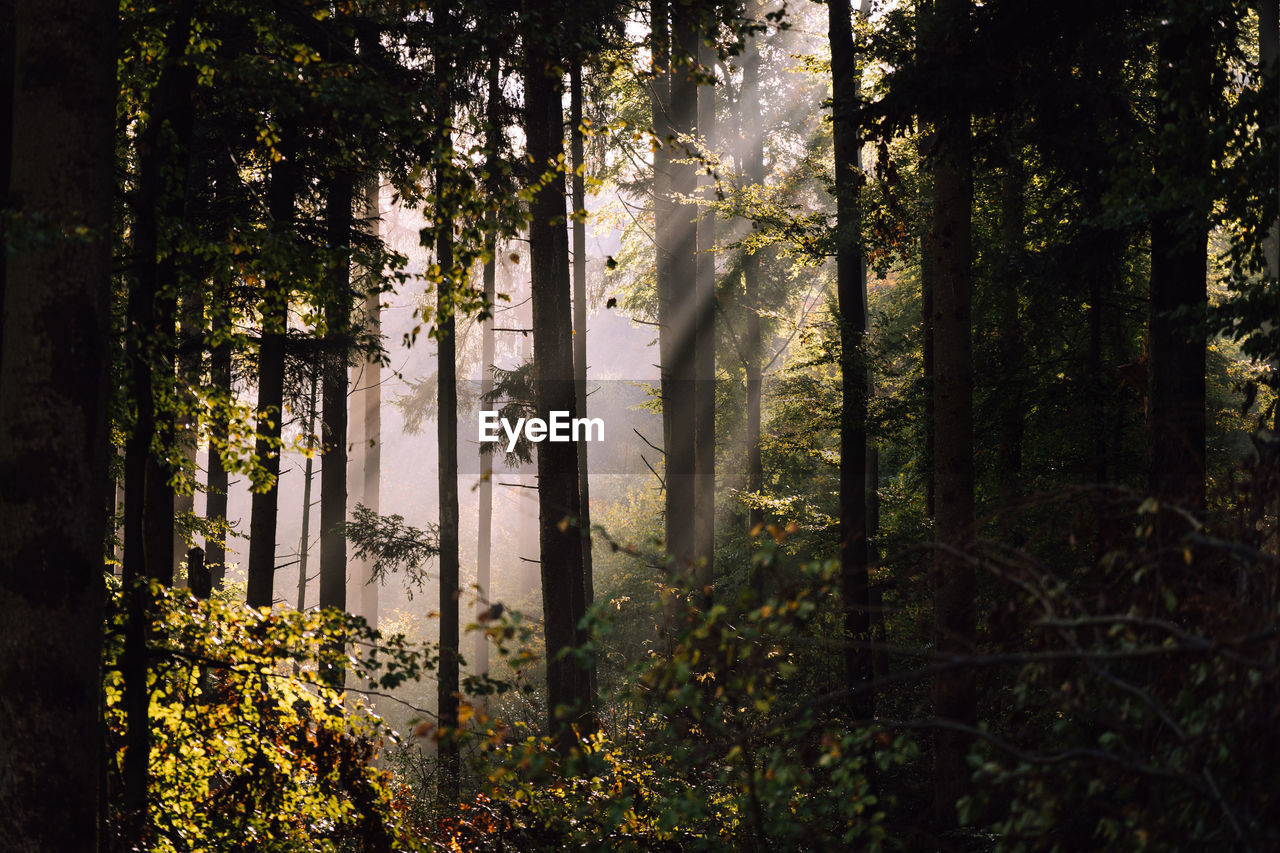 Plants and trees in forest