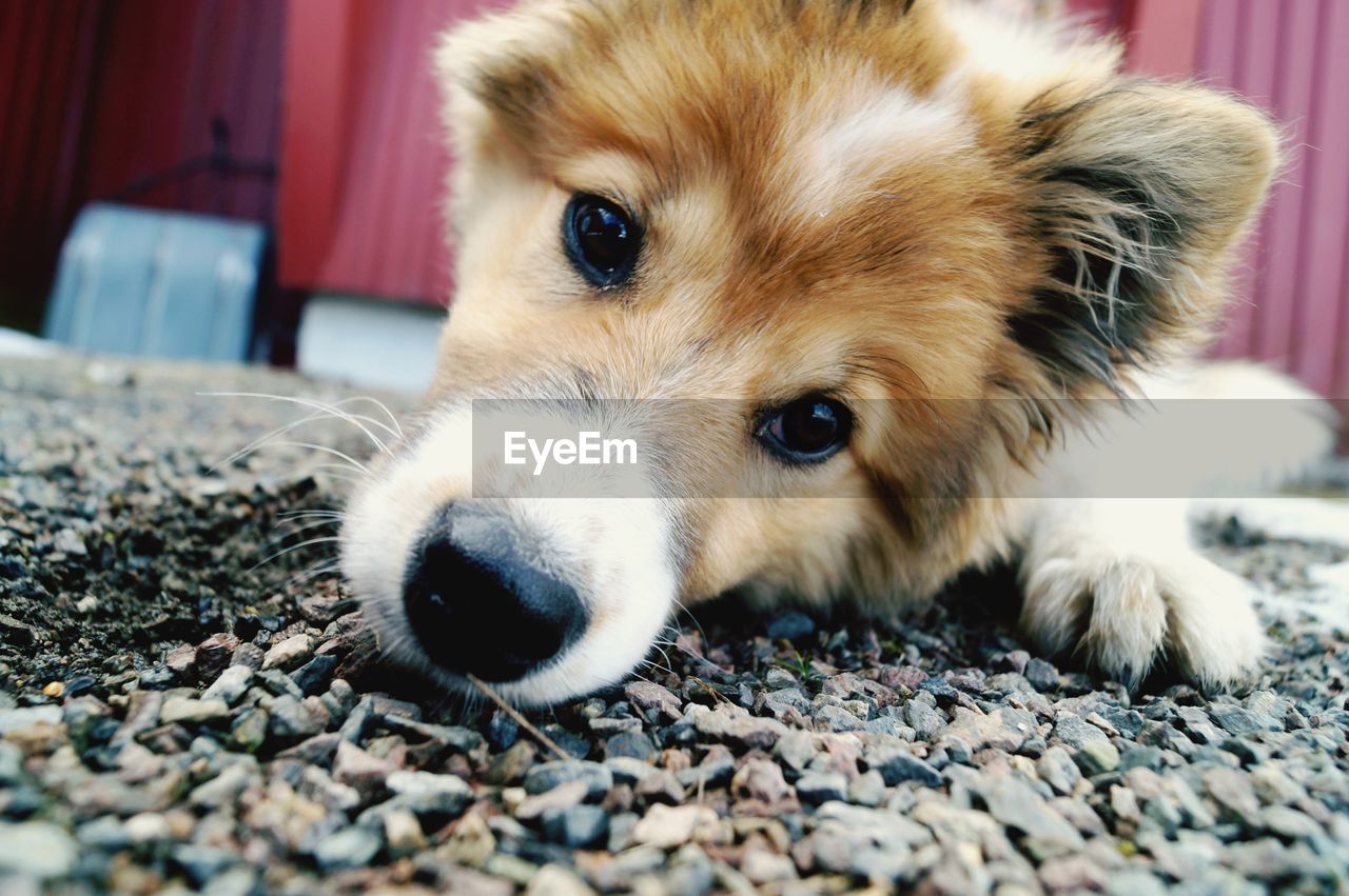 Close-up of dog resting