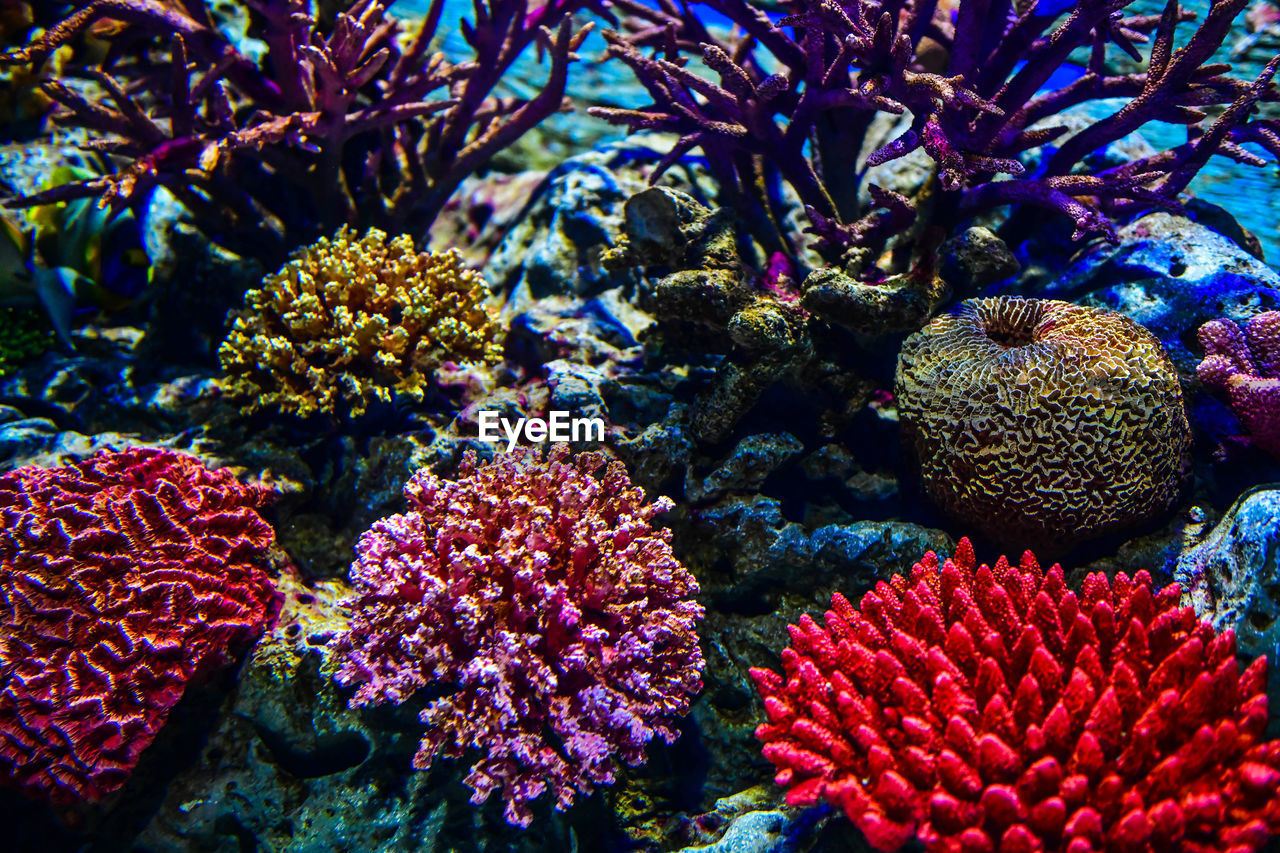 Close-up of coral in sea