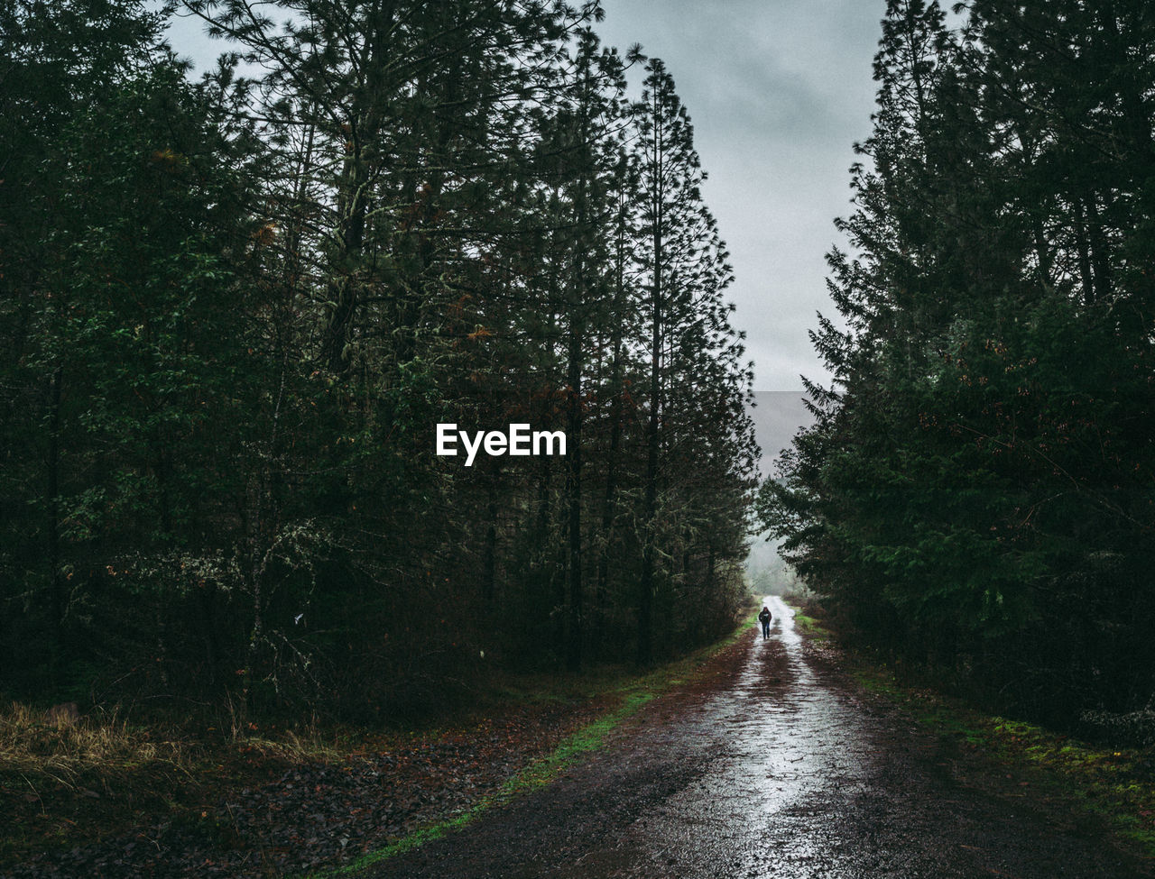 PERSON WALKING ON ROAD AMIDST TREES IN FOREST