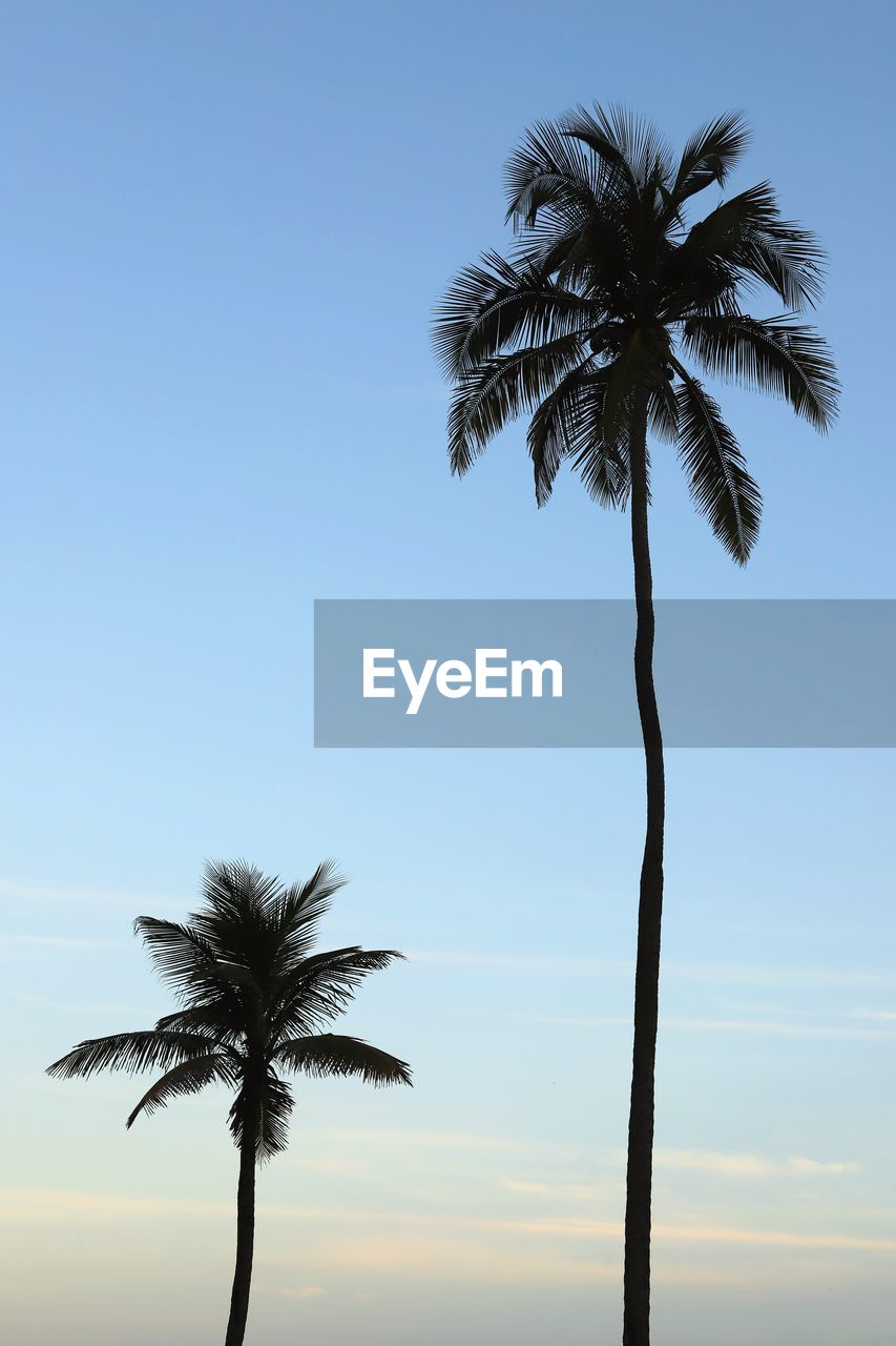 LOW ANGLE VIEW OF SILHOUETTE PALM TREE AGAINST SKY