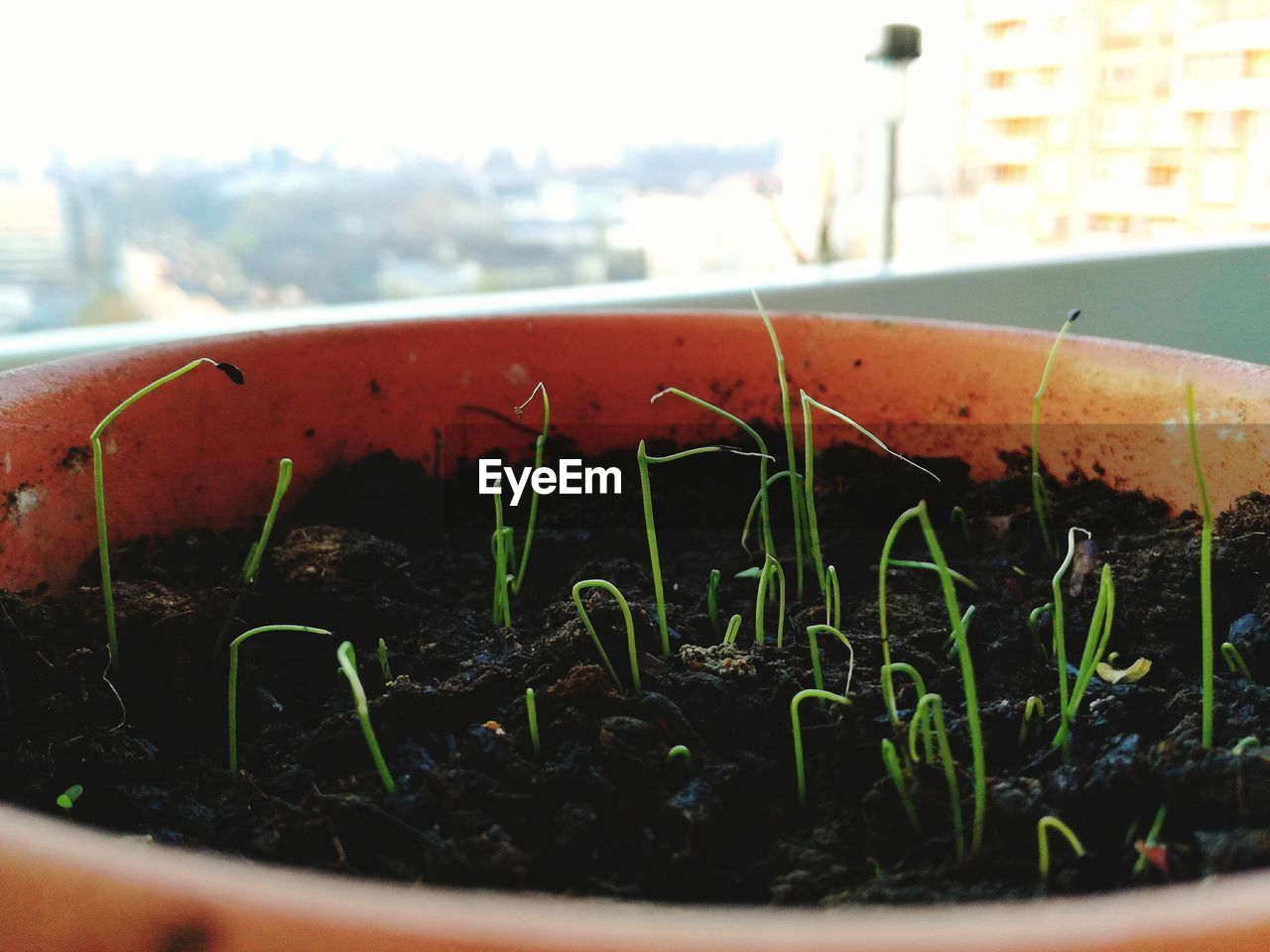 CLOSE-UP OF PLANTS AGAINST BUILDING