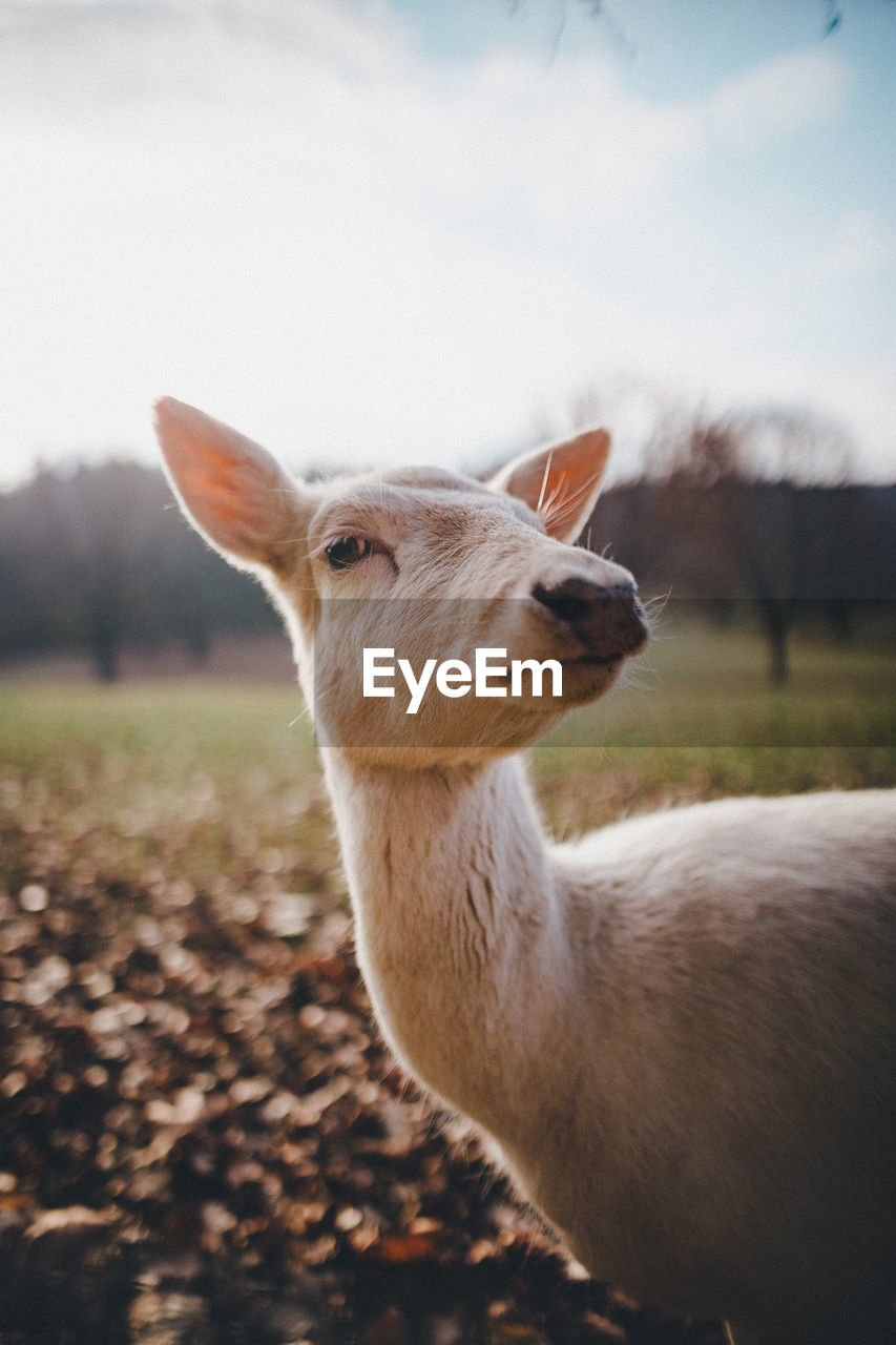 Close-up of a deer on land