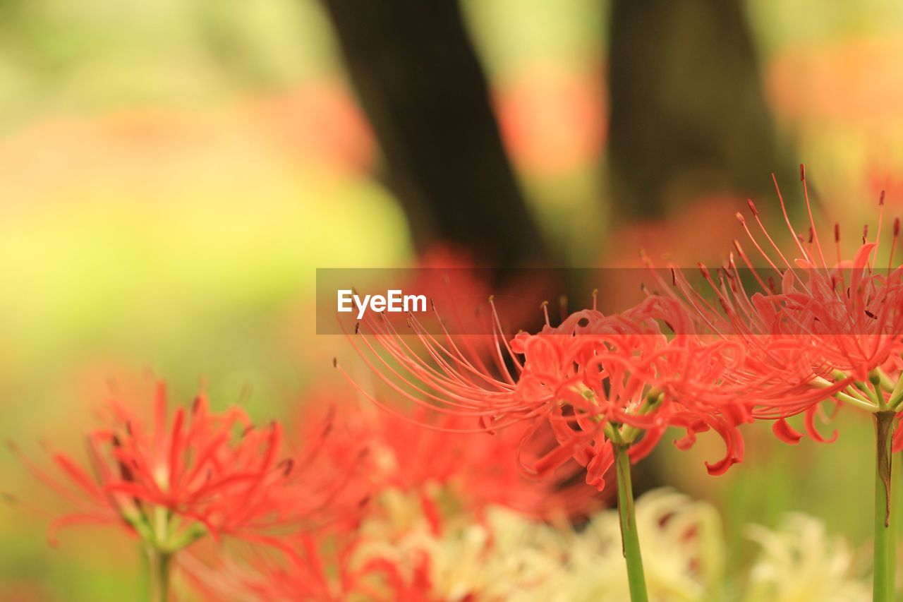 CLOSE-UP OF RED FLOWERS