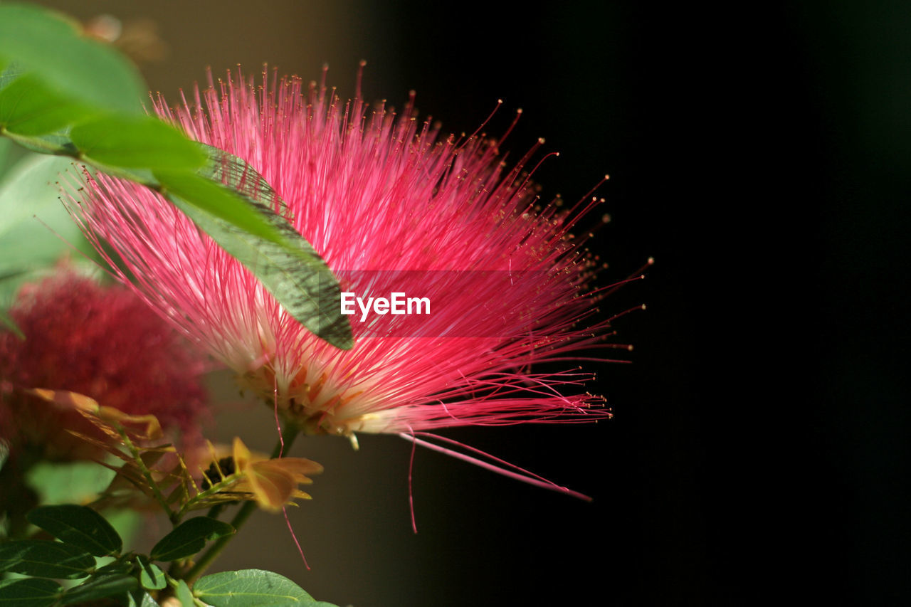 Close-up of pink flowers