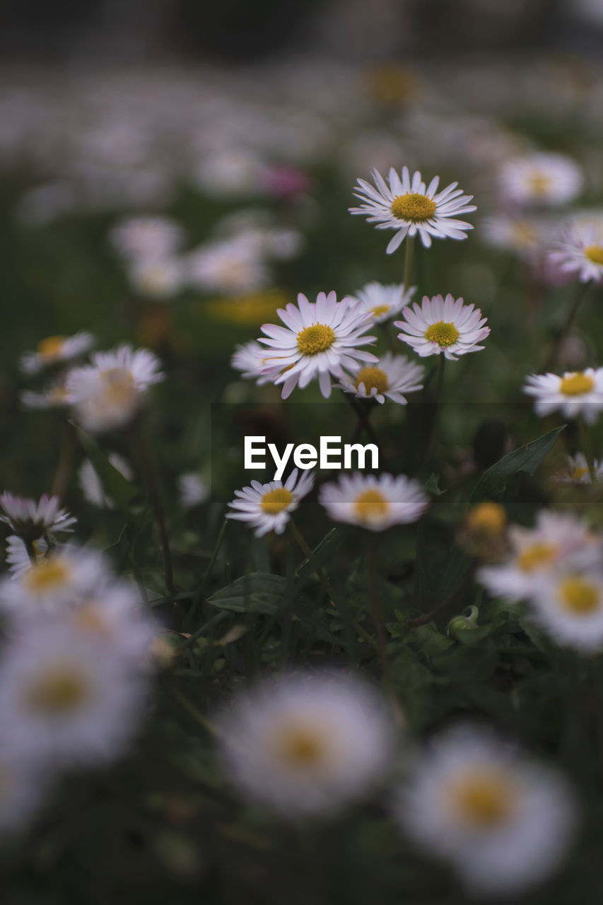 Close-up of white daisy flowers