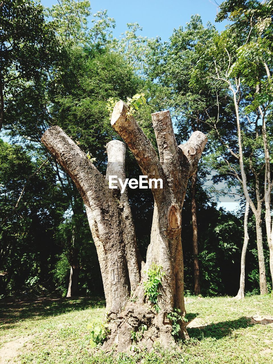 TREES ON FIELD