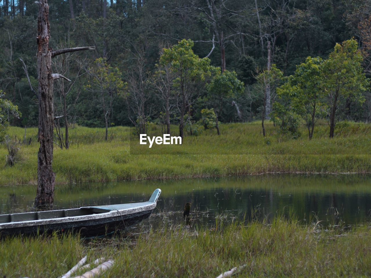 Scenic view of lake amidst trees in forest