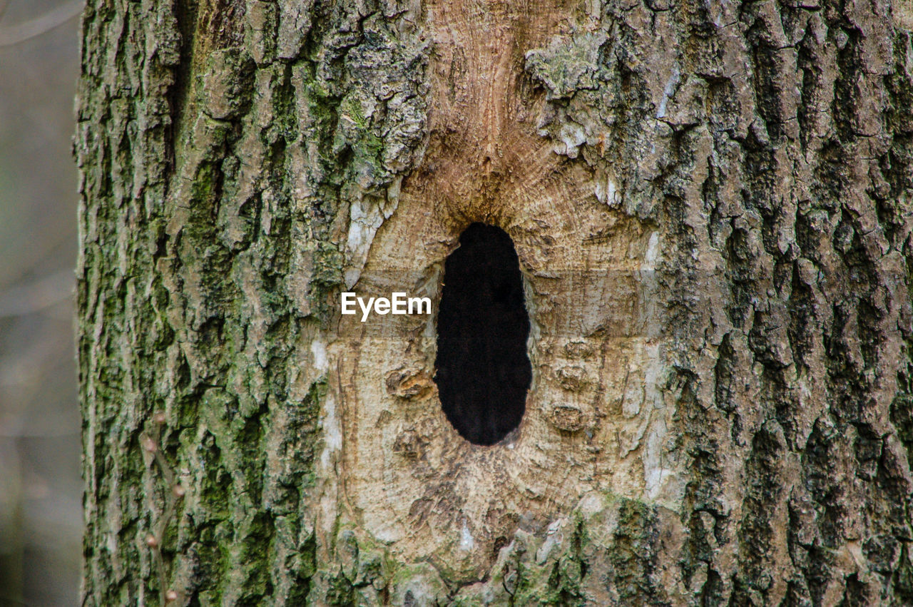 CLOSE-UP OF TREE TRUNK IN HOLE