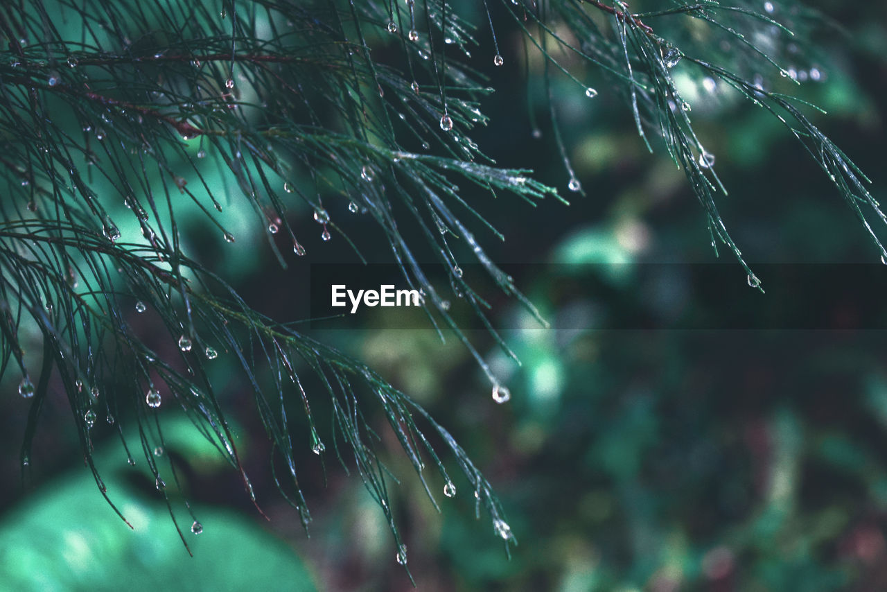 Close-up of raindrops on pine tree