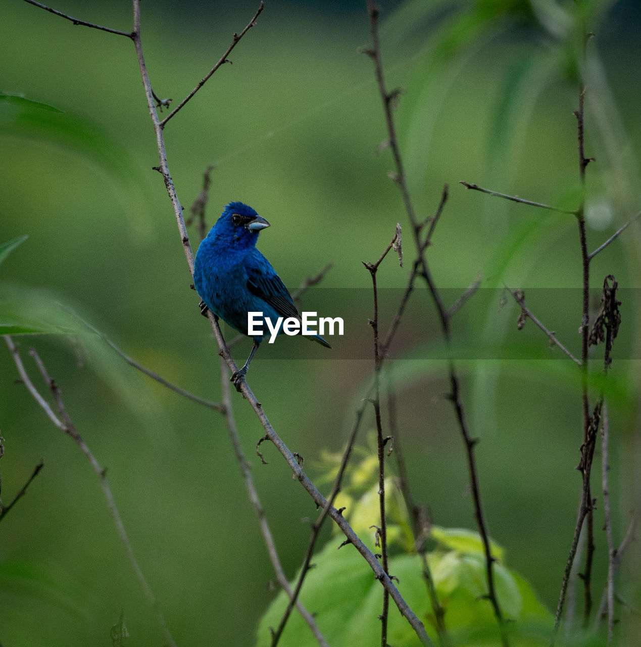 Bird perching on branch