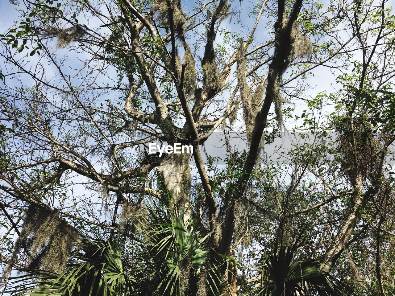 LOW ANGLE VIEW OF TREE AGAINST SKY