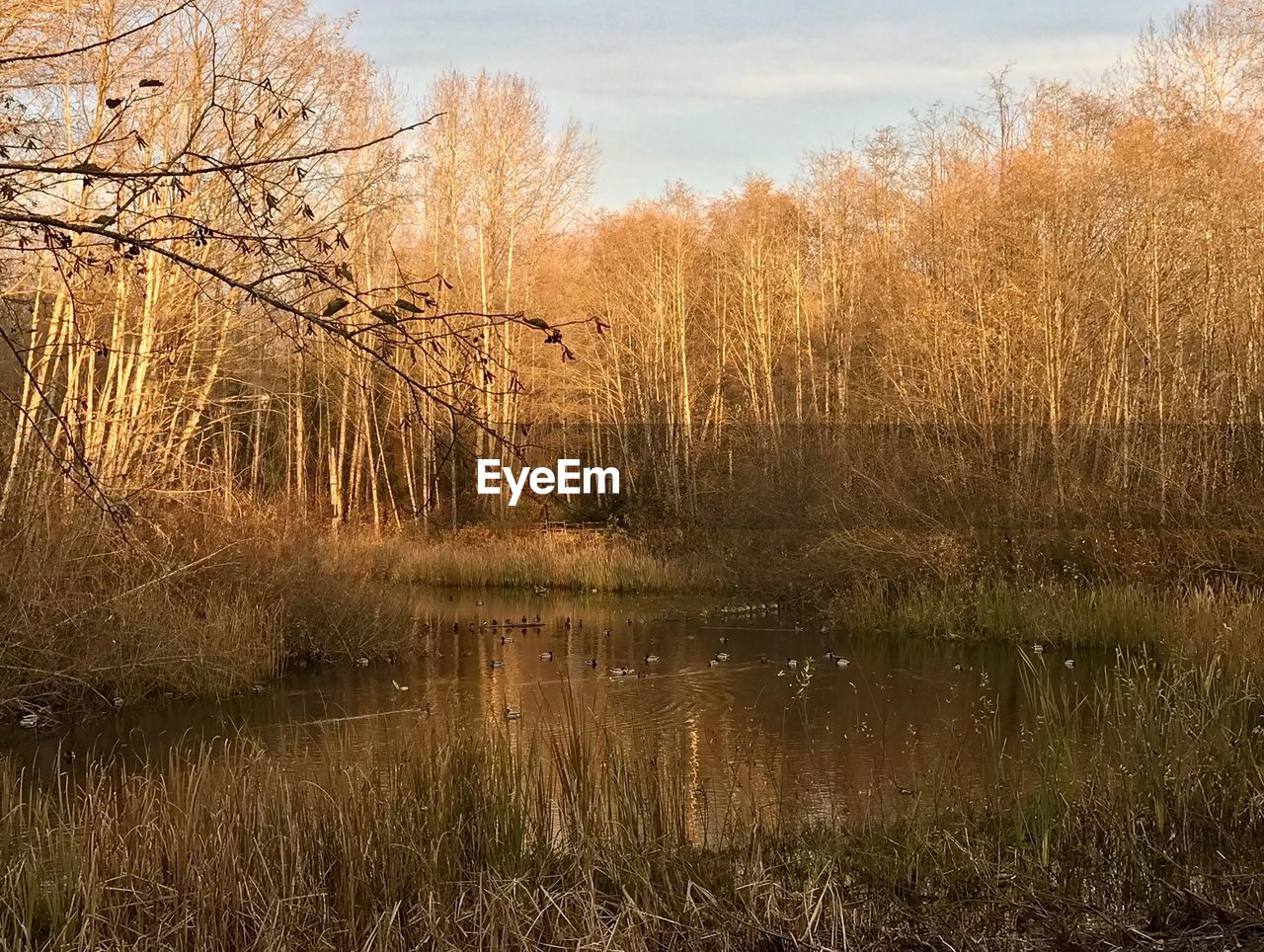 SCENIC VIEW OF LAKE WITH TREES IN BACKGROUND