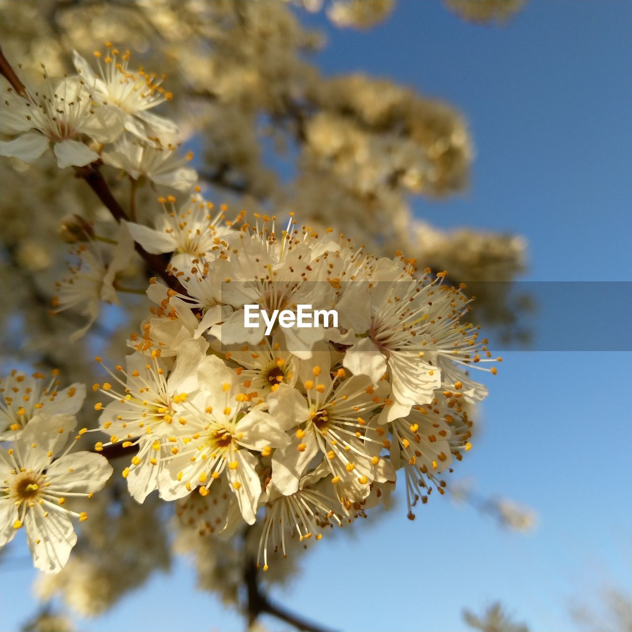 Close-up of apple blossoms against sky