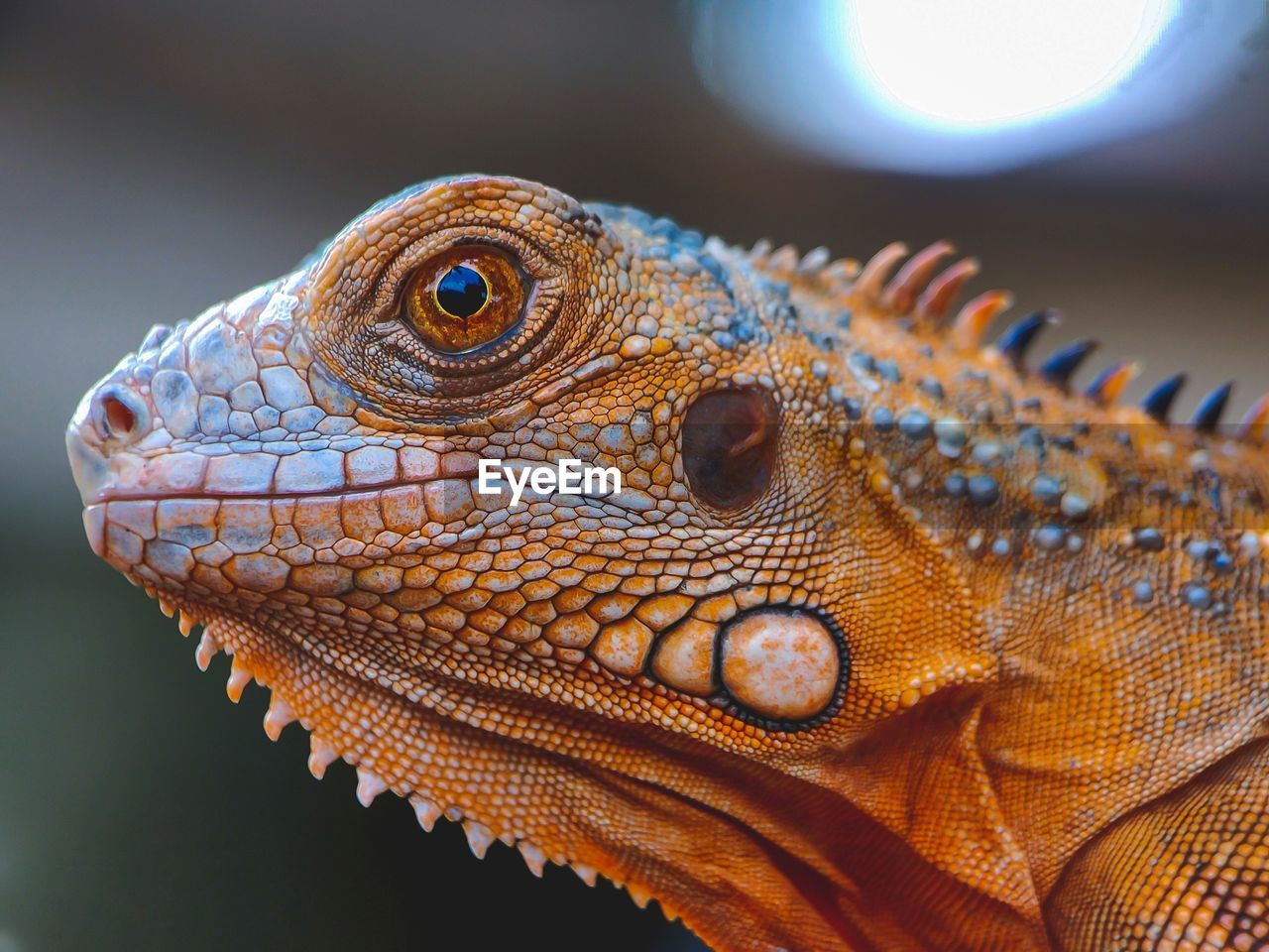 Close-up of a lizard