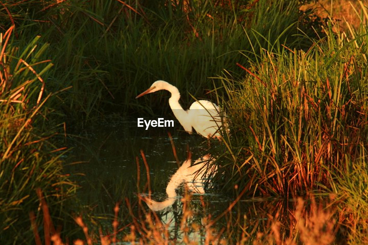 HIGH ANGLE VIEW OF GRAY HERON PERCHING ON LAKE