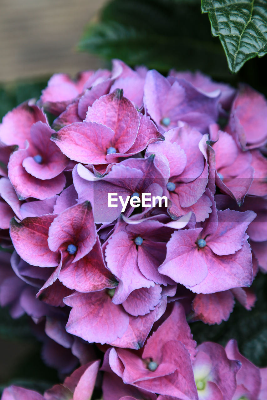 Close-up of pink hydrangea flowers