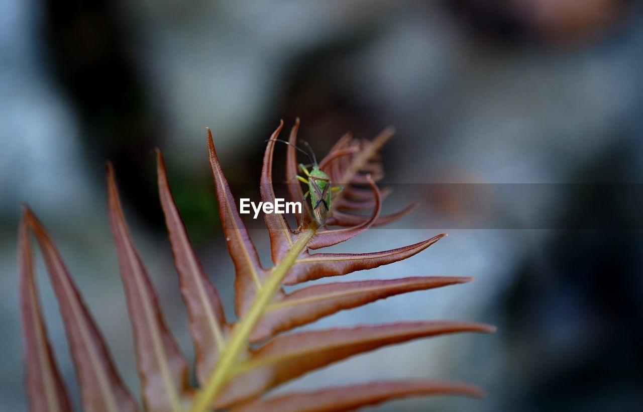 Close-up of fresh plant