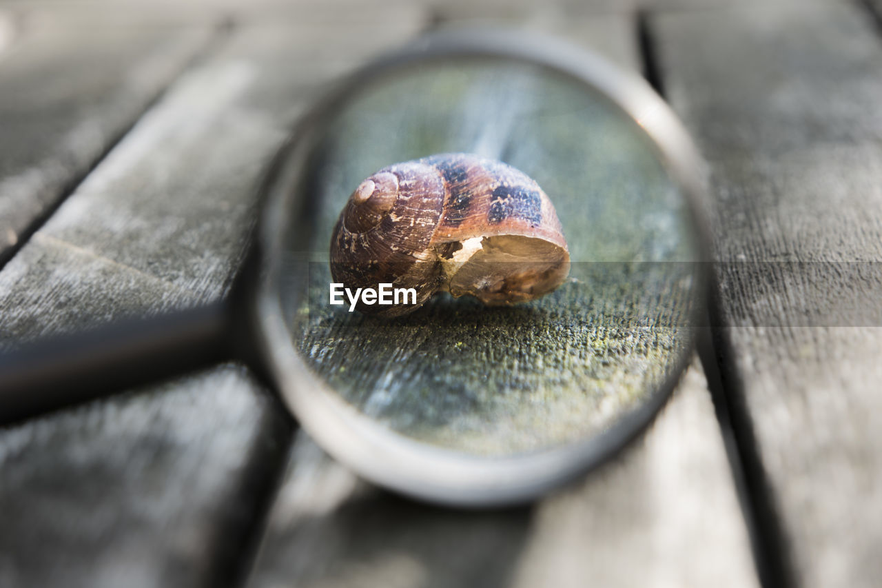 Close-up of snail seen through magnifying glass