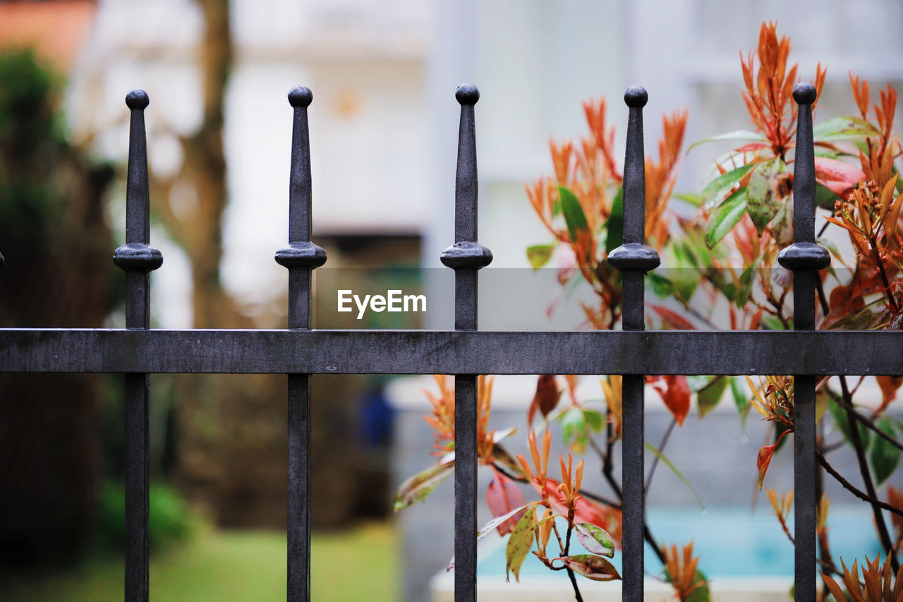 Form Metal Fence Nature Plant Barrier Boundary Close-up Day Fence Flower Focus On Foreground Garden Growth Metal Nature No People Outdoors Plant Protection Railing Safety Security Selective Focus Sharp Side By Side Wood - Material