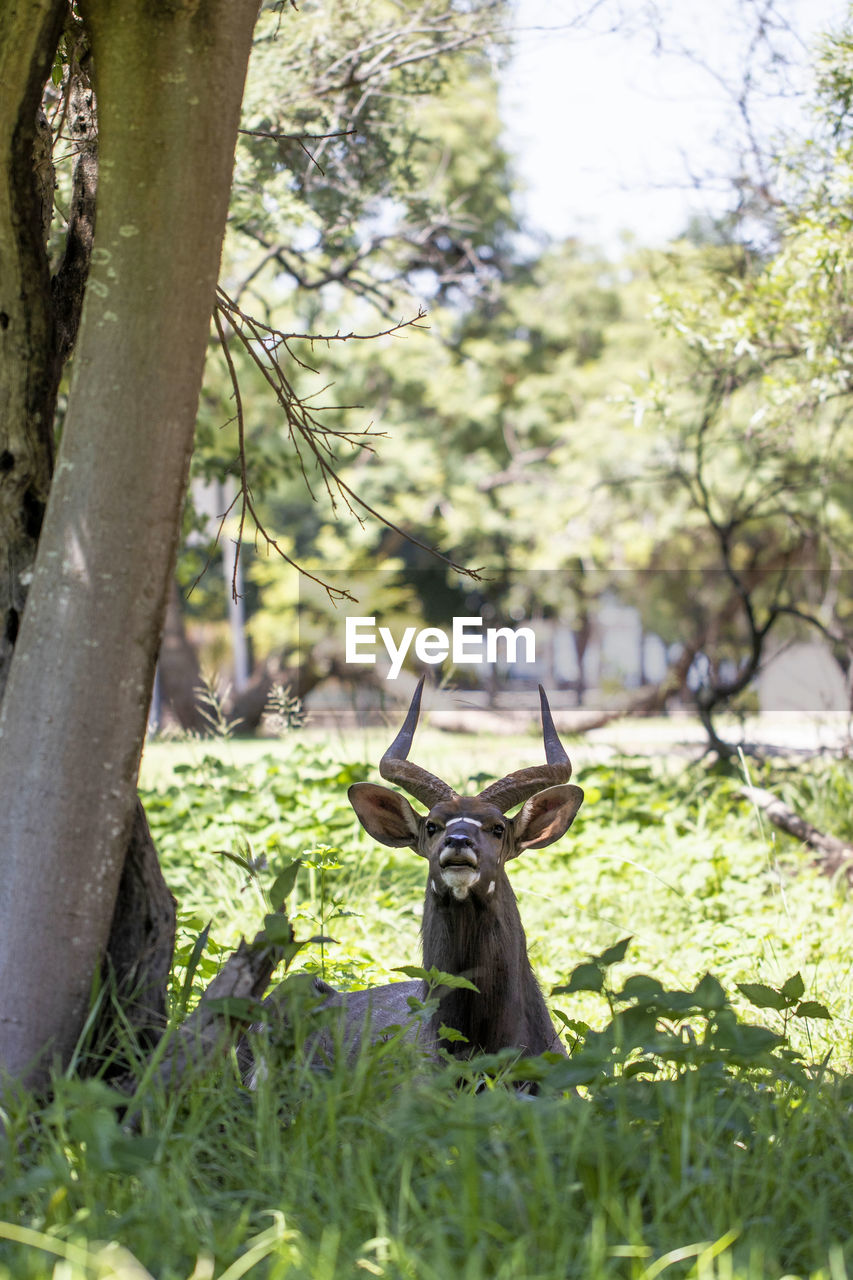 Nyala laying in the bush