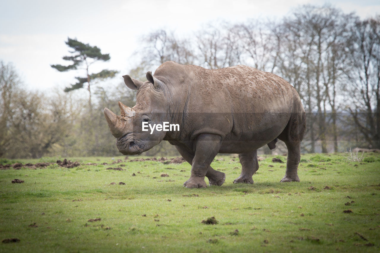 Rhinoceros walking on grassy field