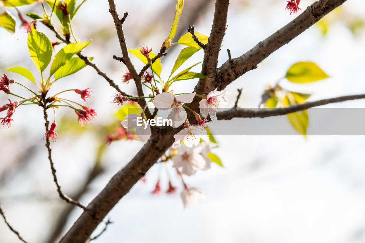 CHERRY BLOSSOMS IN SPRING