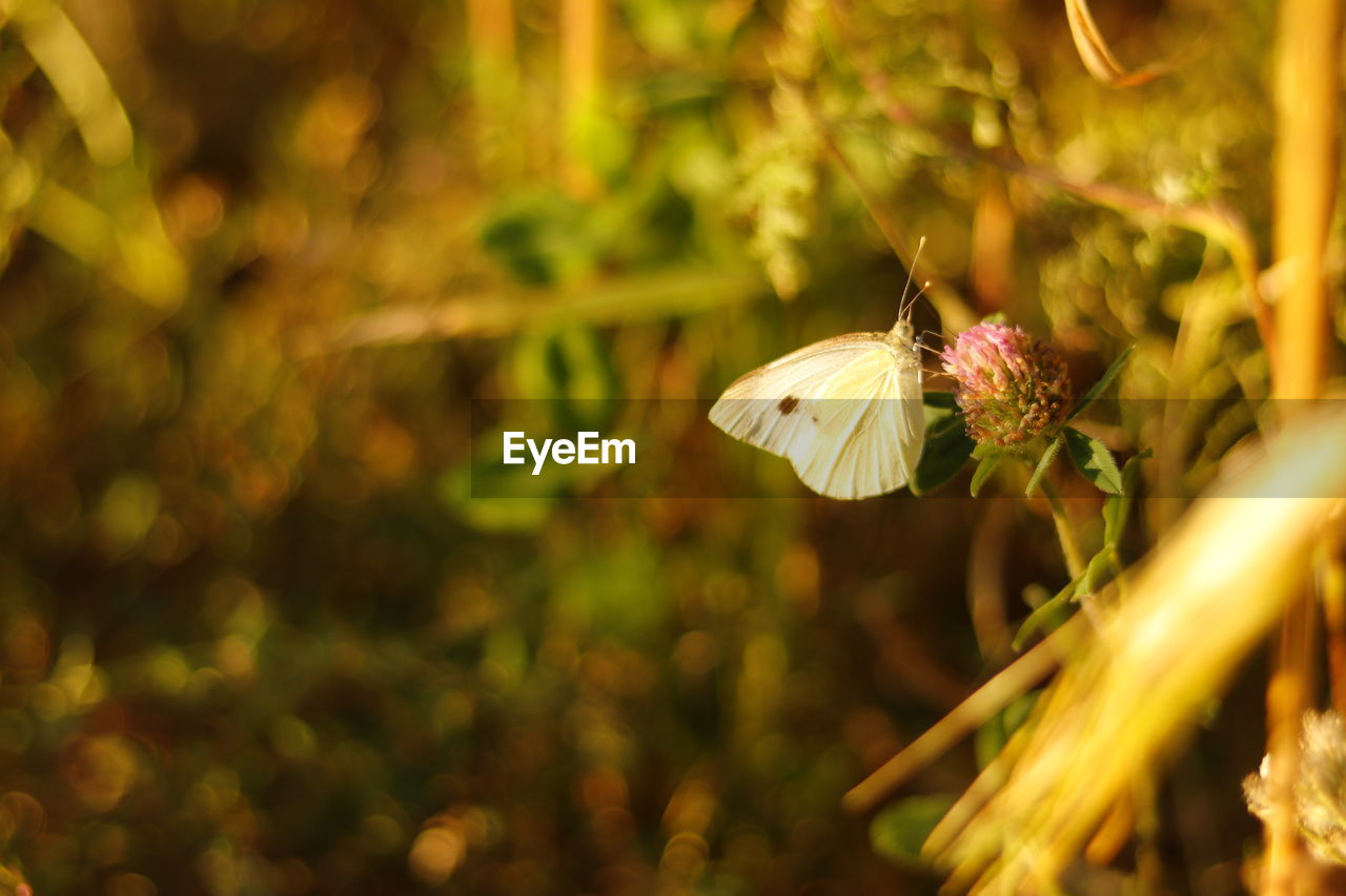 Close-up of butterfly pollinating on flower