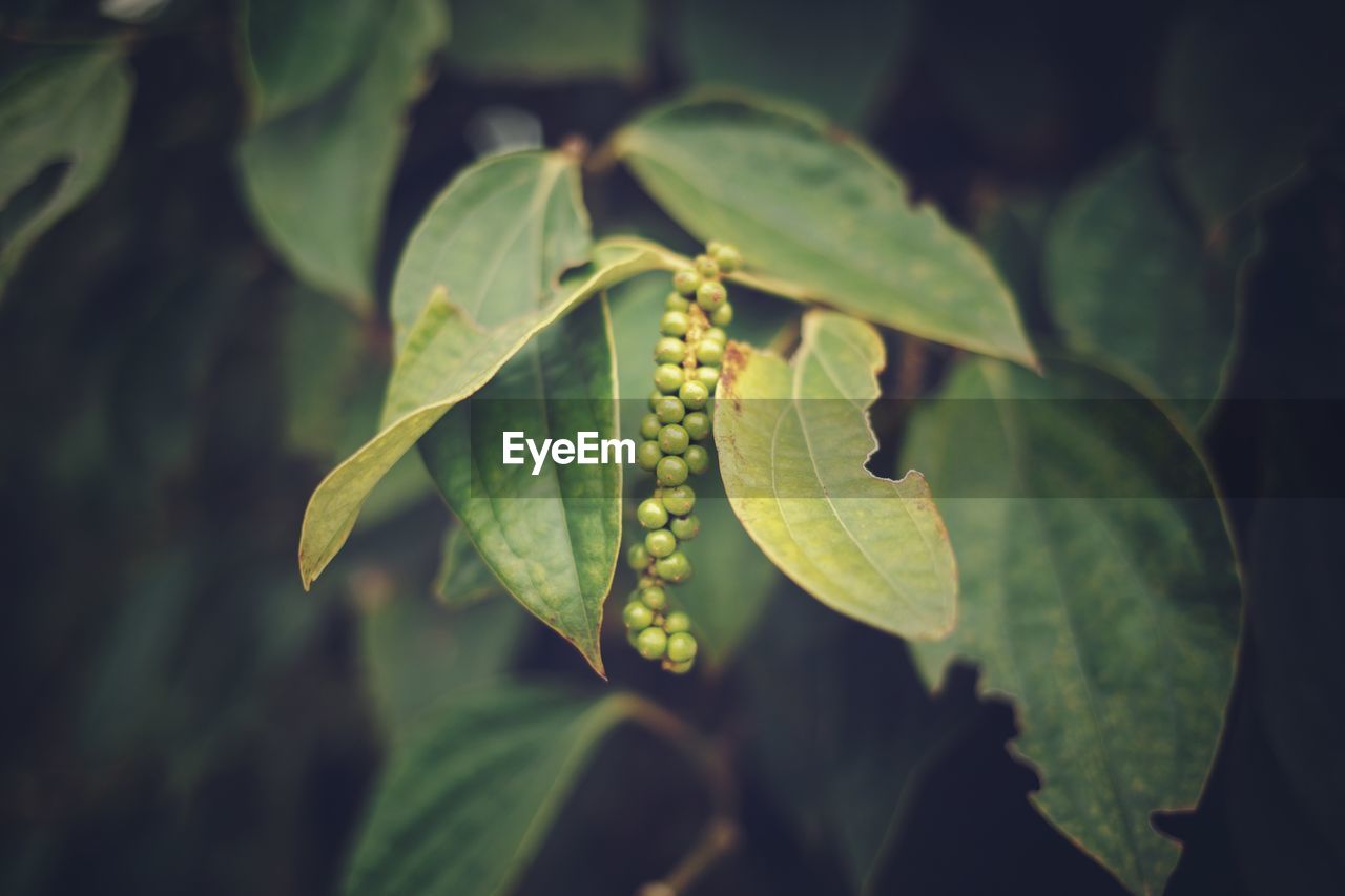 CLOSE-UP OF FRESH GREEN PLANT