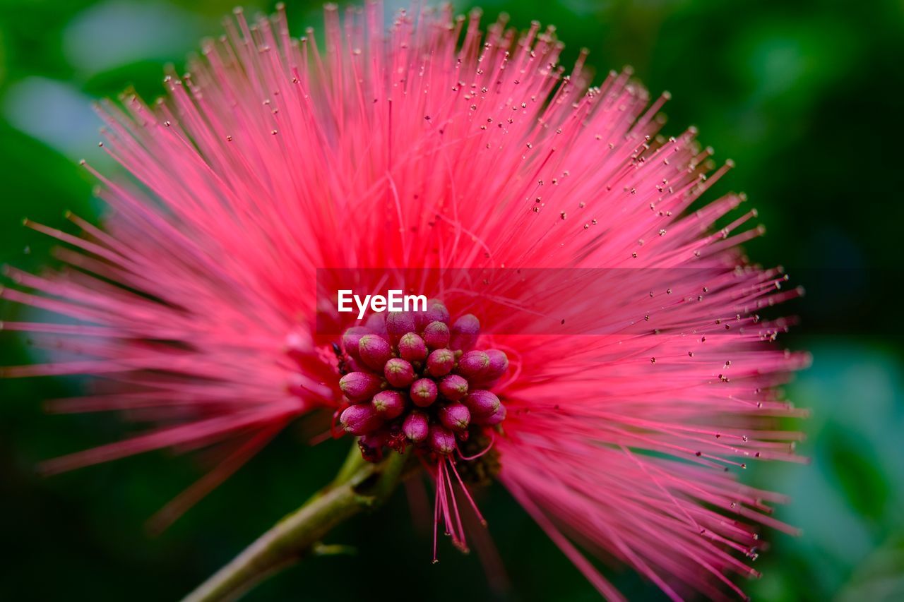 Close-up of pink flower