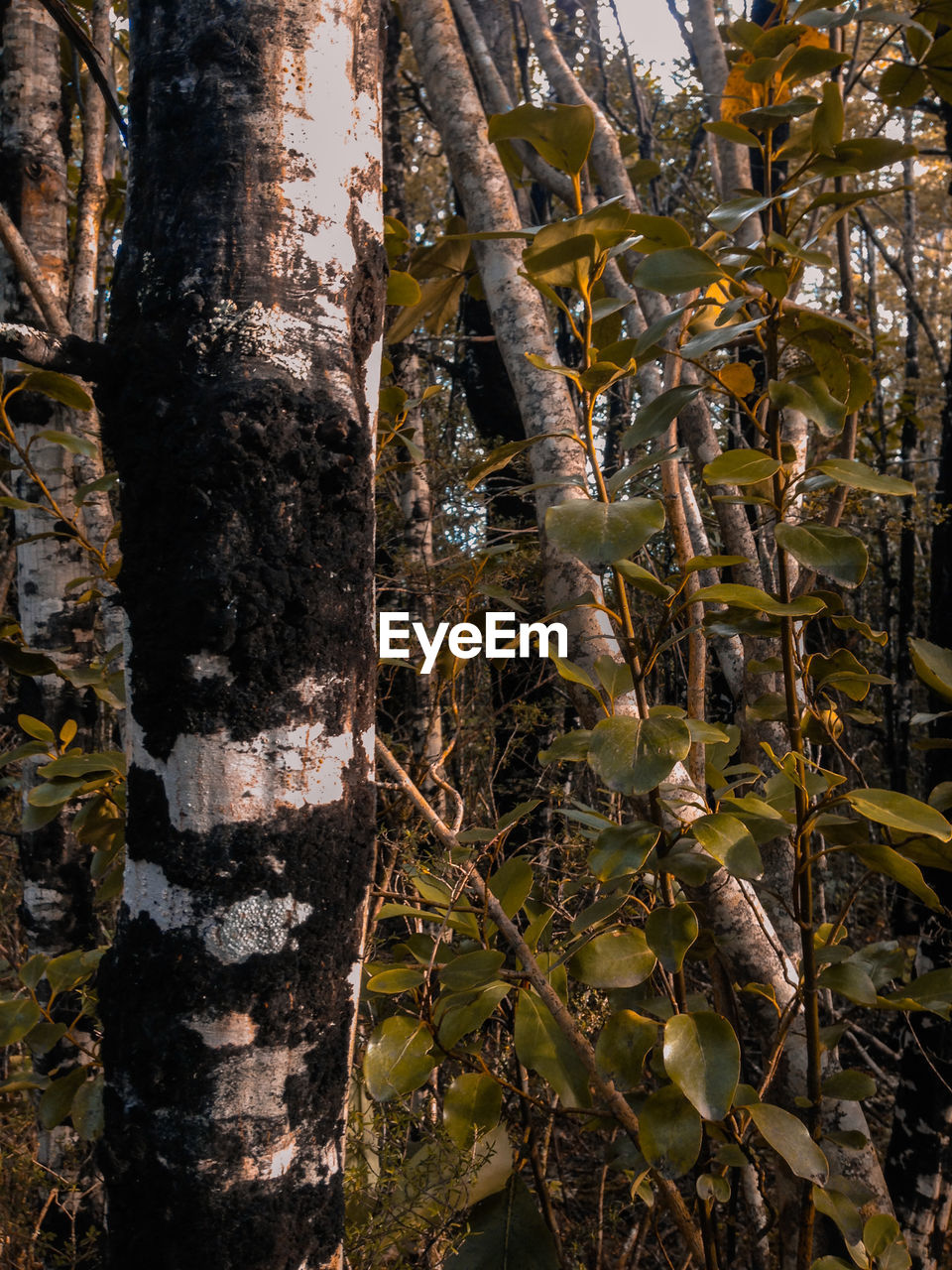 CLOSE-UP OF PLANTS GROWING ON TREE TRUNK IN FOREST