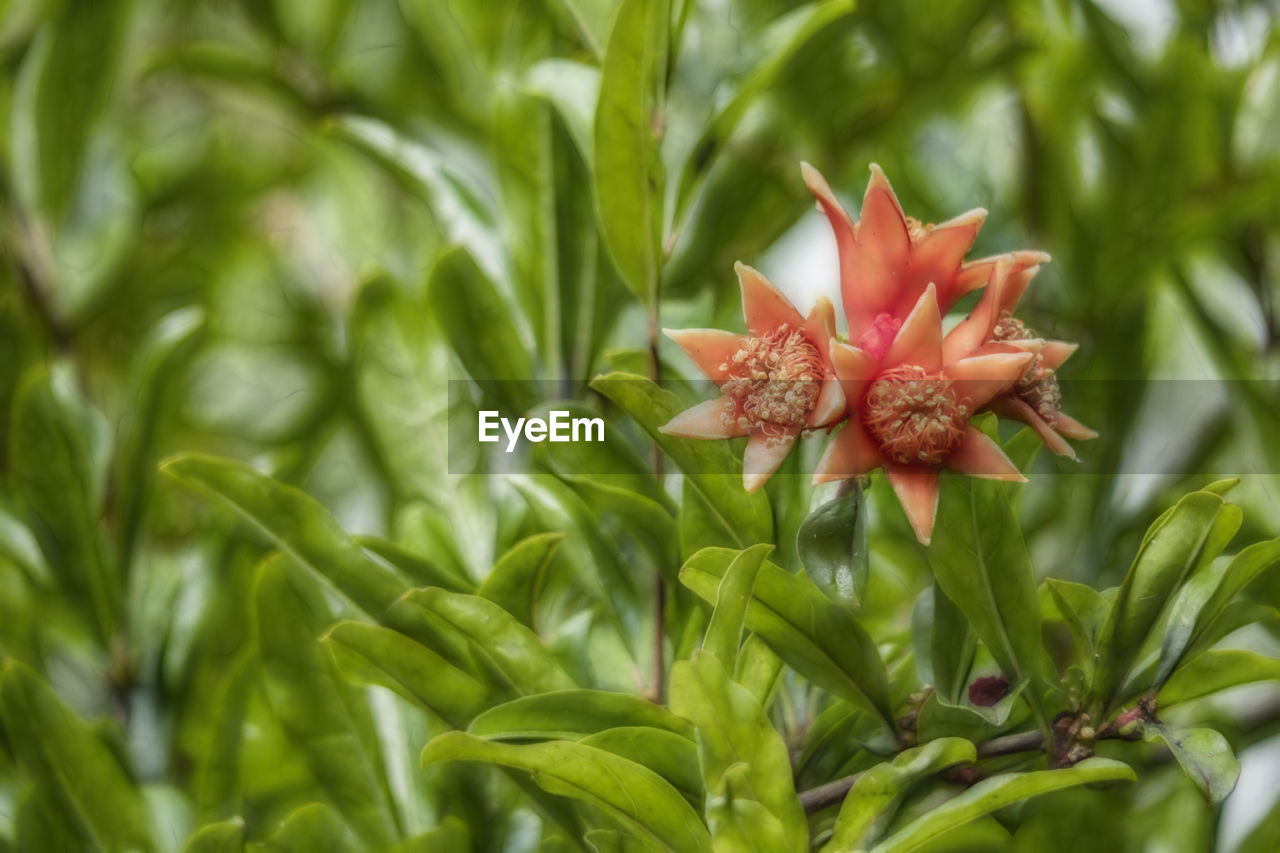 Close up pomegranates on tree banches in green nature.