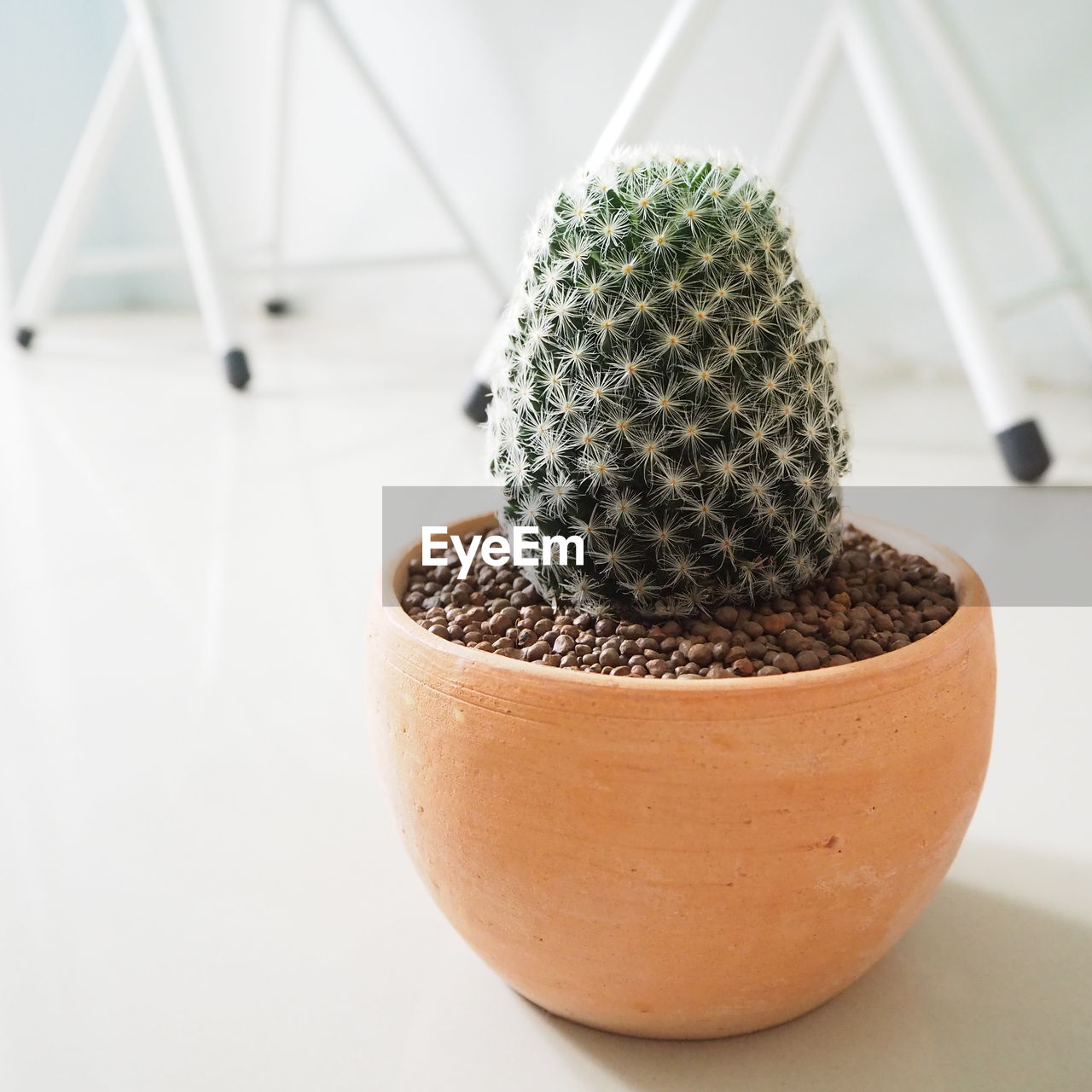 CLOSE-UP OF POTTED CACTUS PLANT ON TABLE